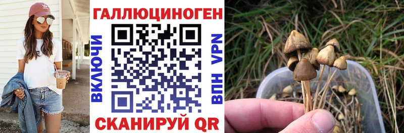дарнет шоп Кольчугино Псилоцибиновые грибы Psilocybe